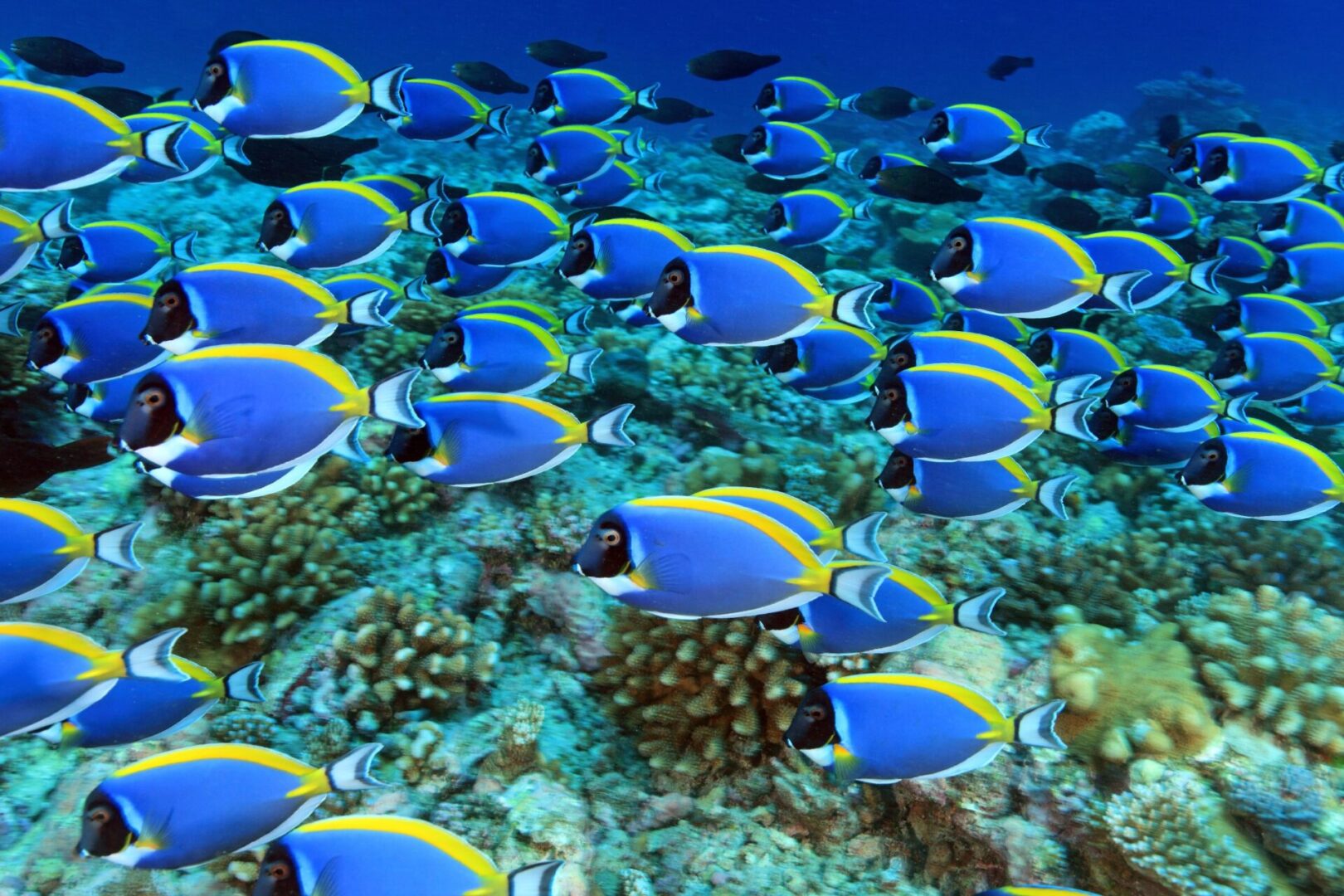 A flock of blue and yellow fish swimming in the ocean.