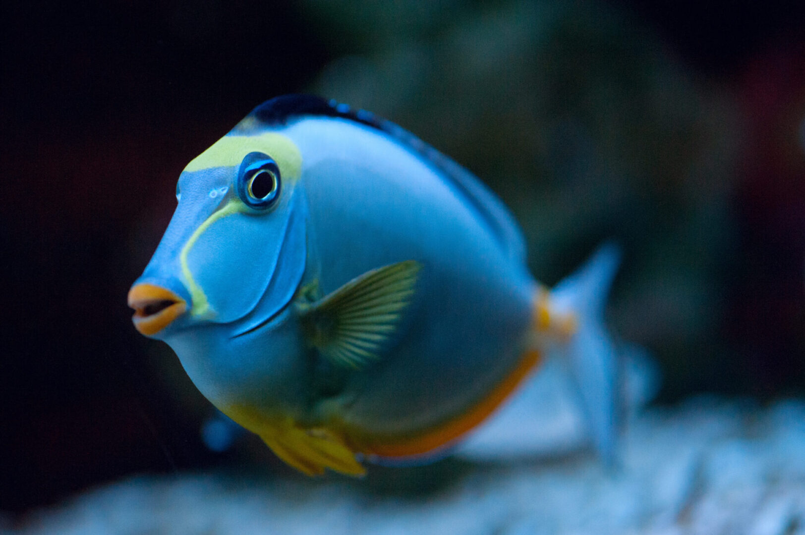 Tropical Fish Naso Tang Blue tang fish underwater close-up.
