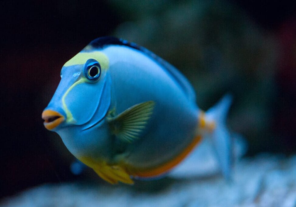 Tropical Fish Naso Tang (Naso lituratus)