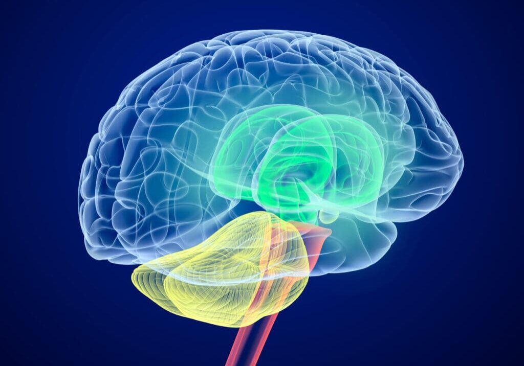 Brain lobes in different colors. X-Ray view.